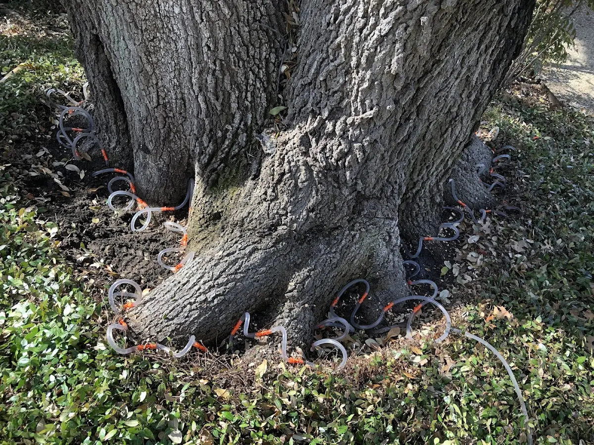 Detailed Tree Cabling and Bracing job site in Temple Bar Marina