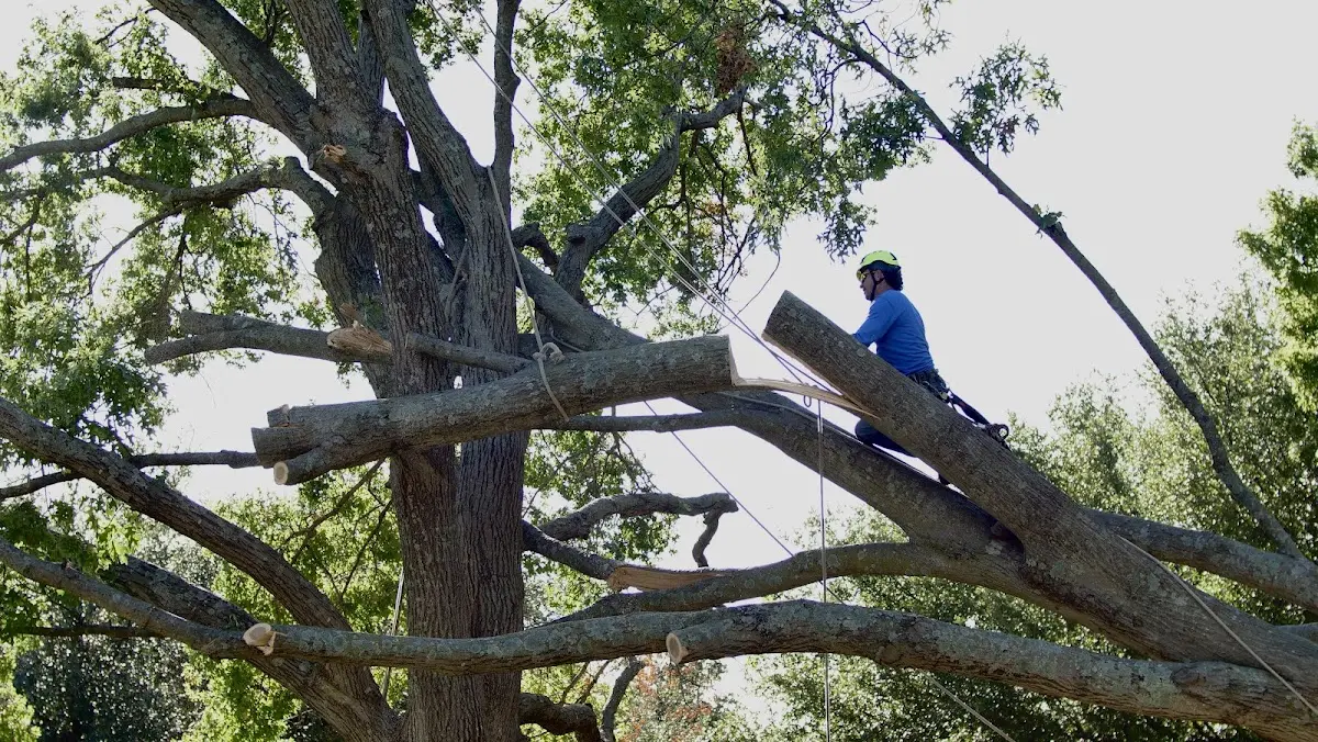 Professional Hazardous Tree Removal performed by certified arborists in Temple Bar Marina